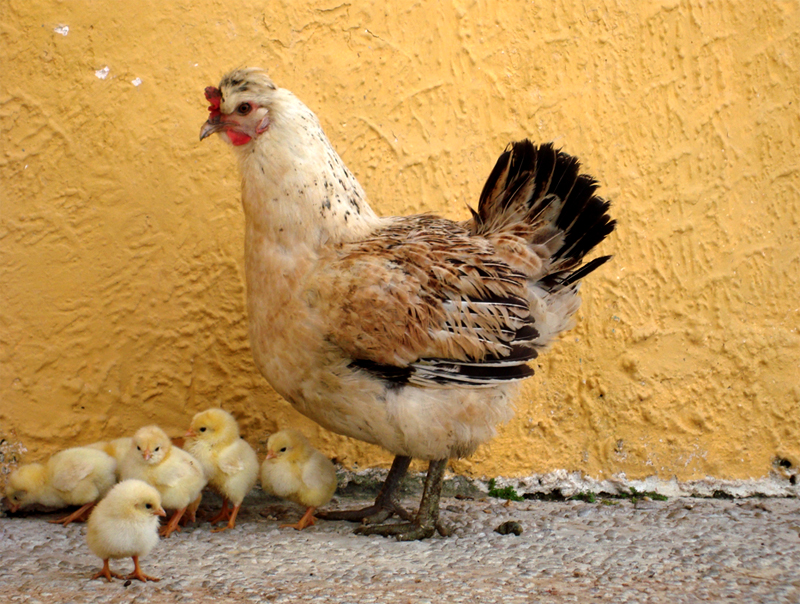 La mam gallina y los pollitos