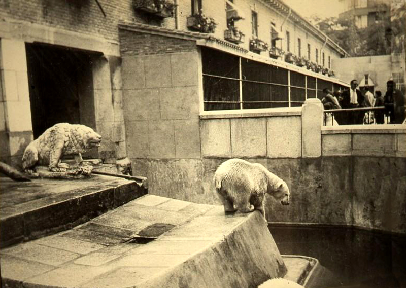 Osos en la antigua Casa de Fieras del Retiro. 1958