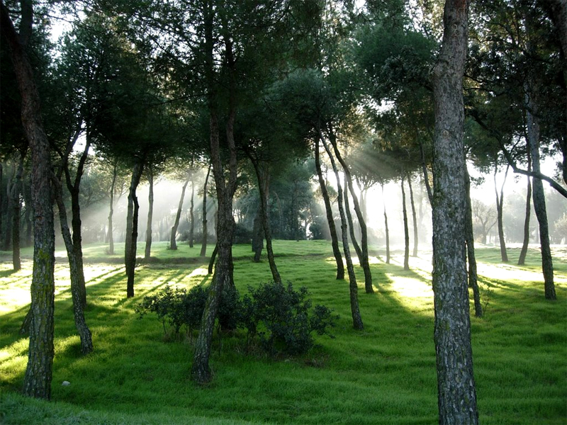 Arboleda en la Casa de Campo