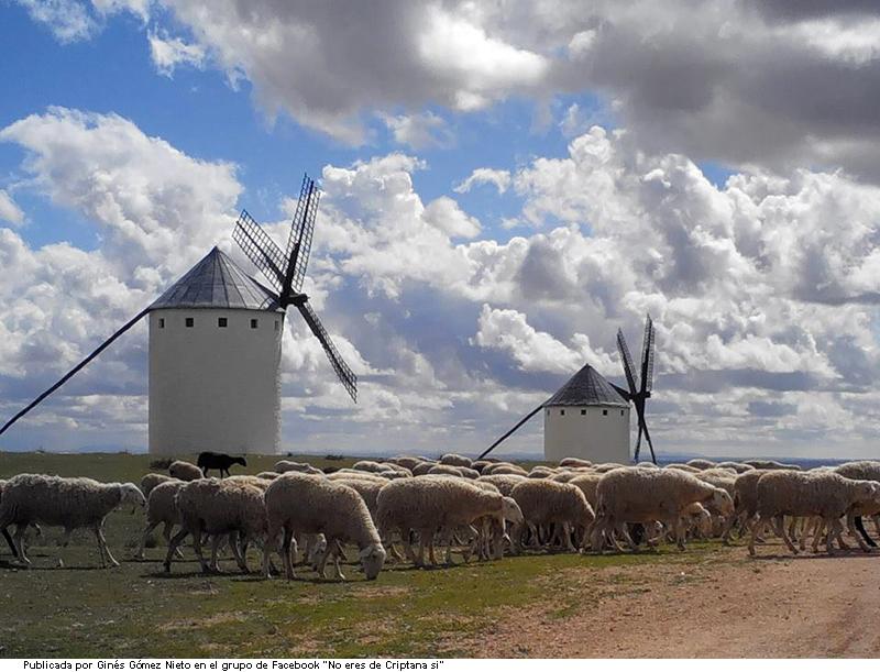 Ovejas y molinos