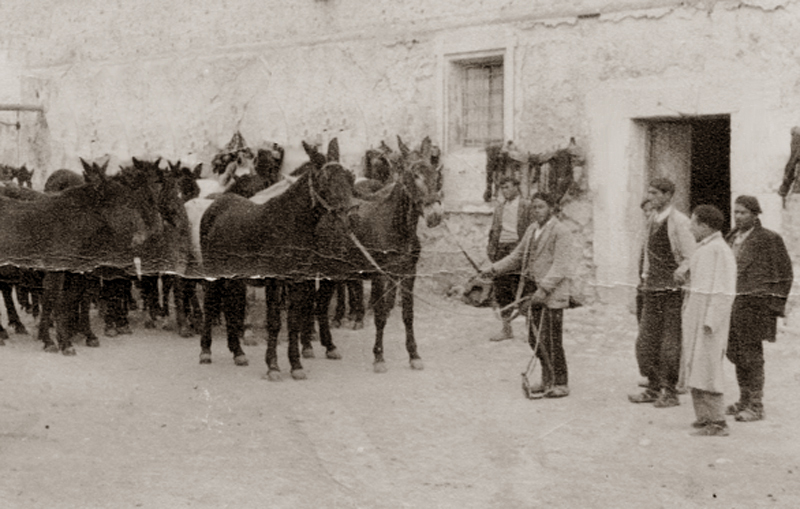 Muleteros