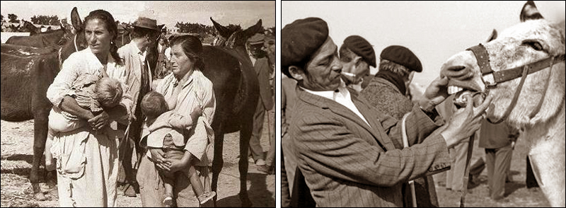 Gitanos tratantes de mulas y borricos