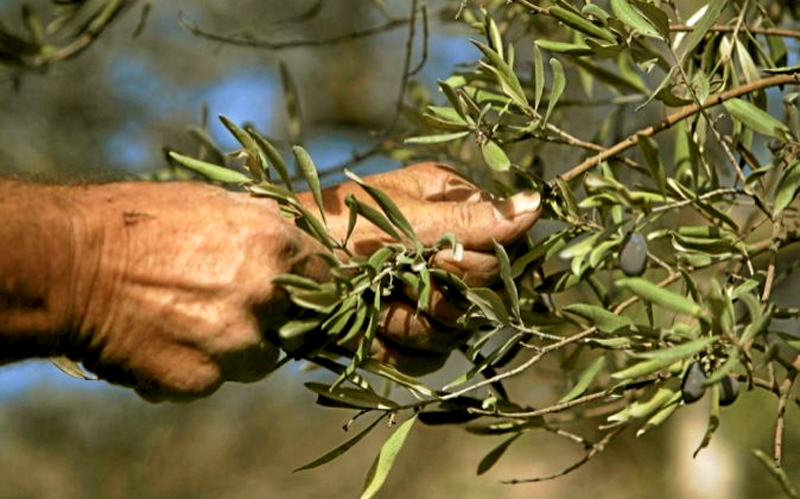 Recogida de aceitunas por ordeo