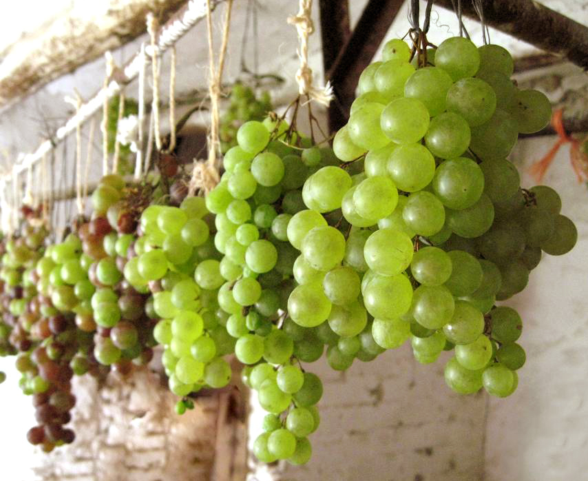 Uvas colgaeras