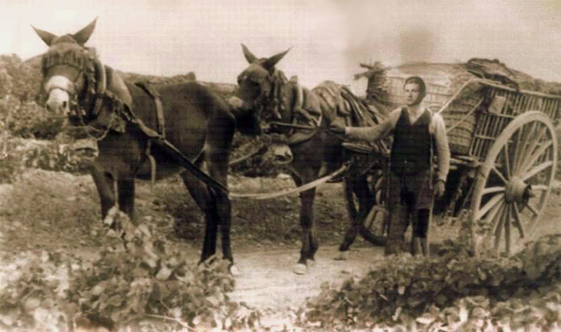 Camino a la bodega