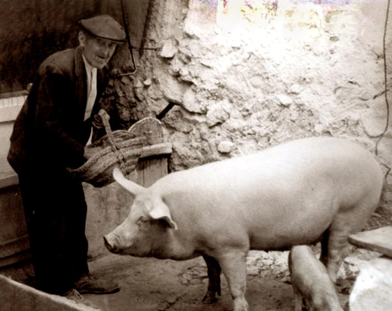 Dar de comer a un cerdo era como llenar una hucha para tiempos venideros
