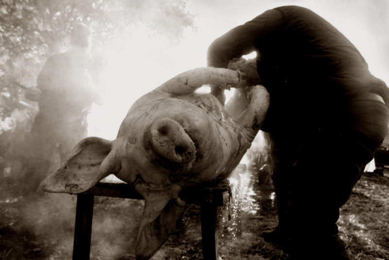 Quitando los pelos al cerdo