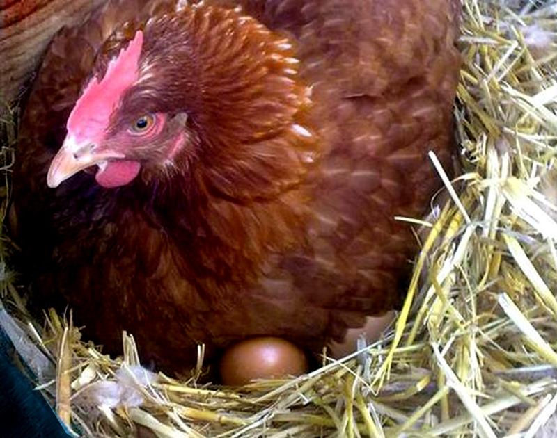 Gallina clueca
