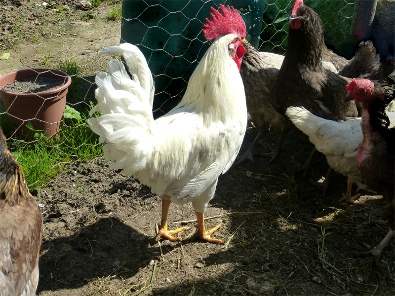 Las gallinas y el gallo