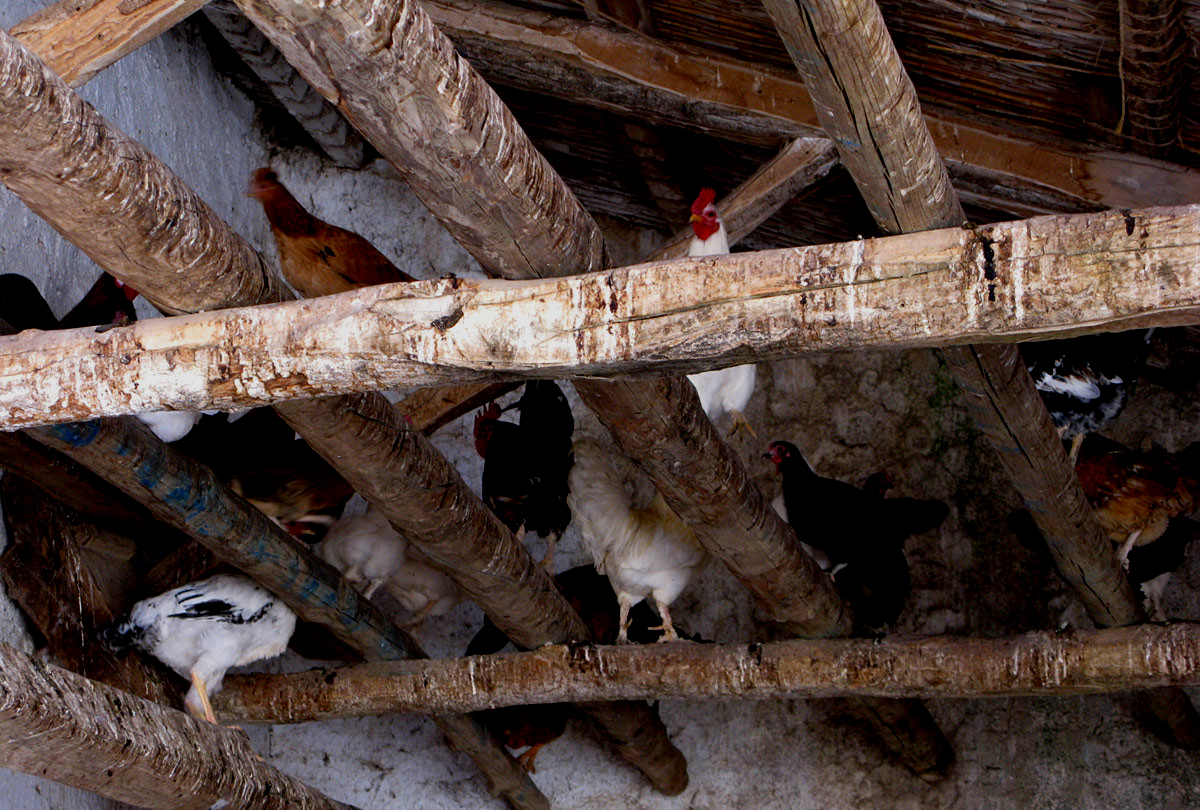 Te acuestas como las gallinas