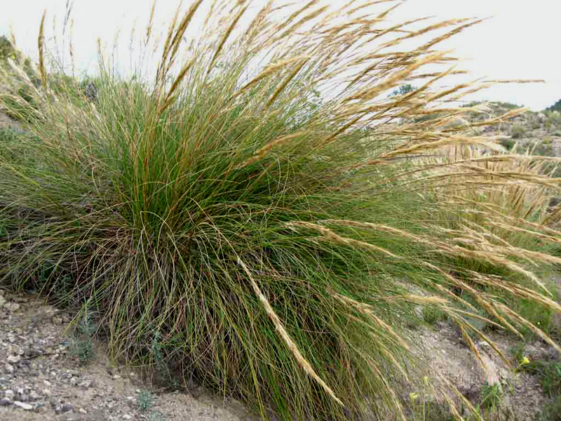 Planta de esparto