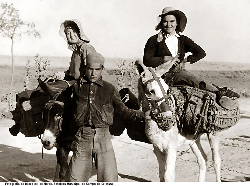 A la siega en burro