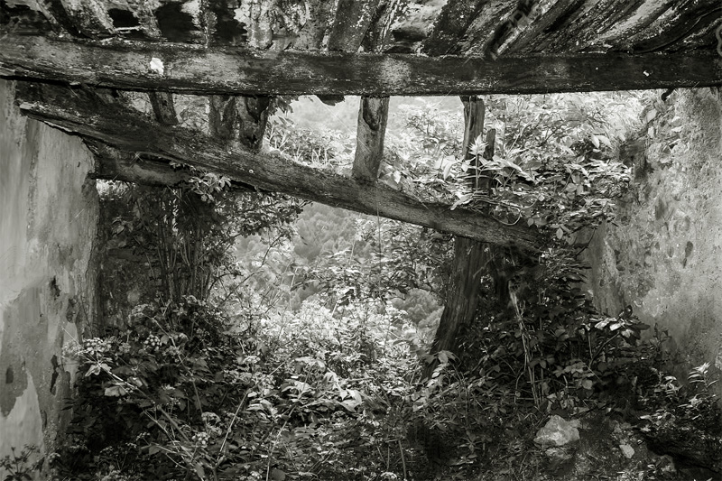 Corrales llenos de maleza