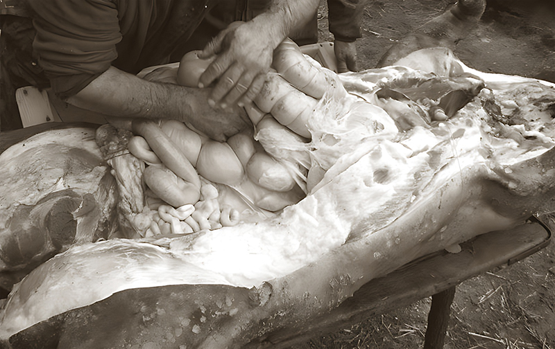 La matanza del cerdo