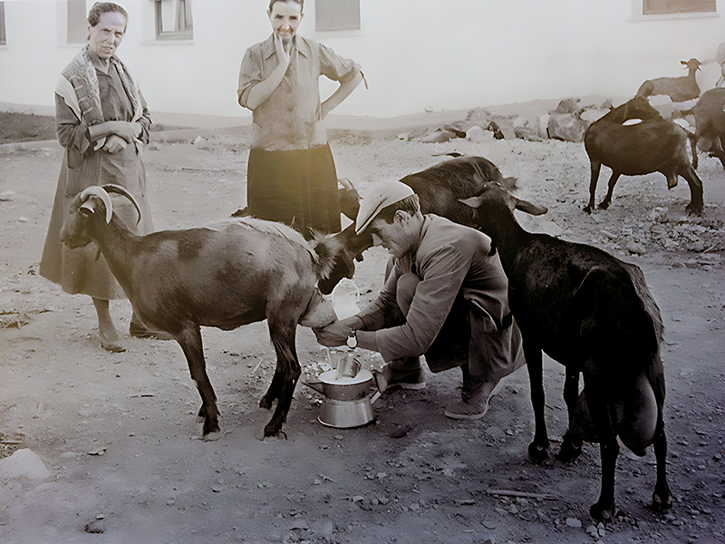 Ordeando las cabras