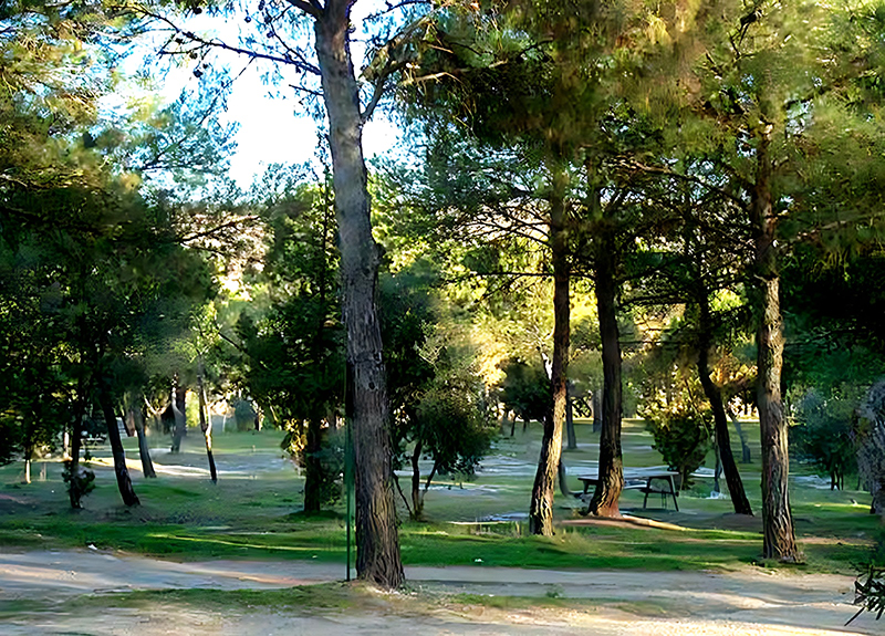 Pinos de San Isidro