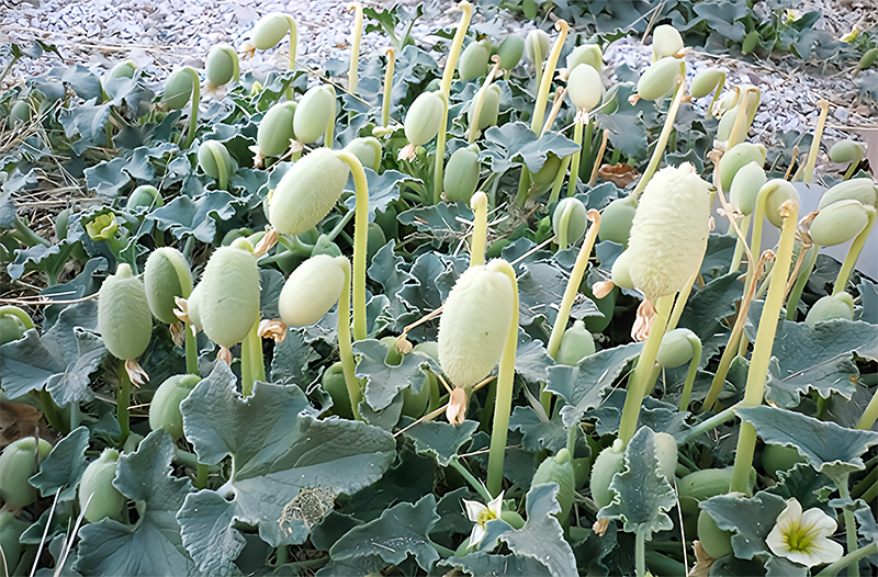 Melones de lobo