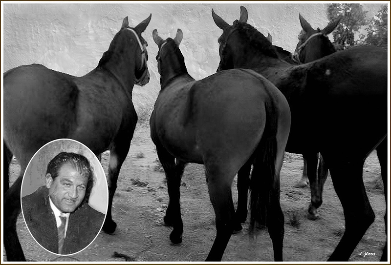 Muleteros